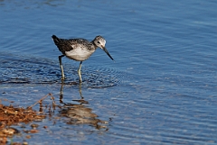 David Plant Photography - Wildlife Photographer - Greenshank - D